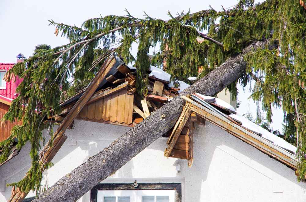 Fallen tree on Mundelein's residential roof