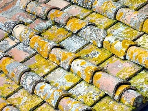 Lichens on a clay tile roofing system